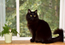 Construct A Pet Cat Tree – Spoil Your Cats and Conserve Your Furniture Pet Cat Tree