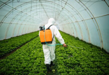 Expert Insect Control Security Throughout The Covid-19 Situation