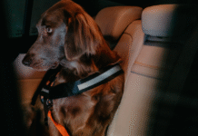 A guide to the best dog double leashes and safety belts for dogs will show you how to keep your pets safe and fashionable on every walk.